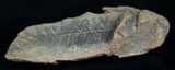 Fern Fossil From Mazon Creek - Million Years Old #2146-1